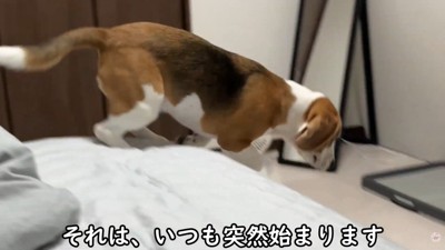 急にベッドから逃げて…