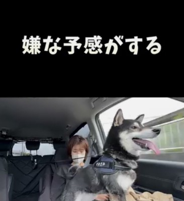 車の窓の外を見る犬
