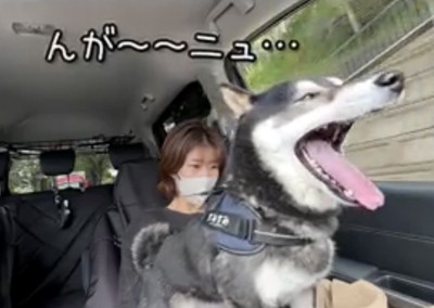 あくびする犬