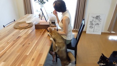 おはぎちゃんは興味津々