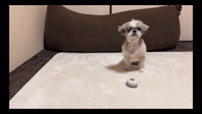初めてベル鳴らしに挑戦