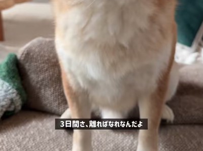 報告を受ける柴犬の足