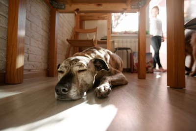 熟睡している犬