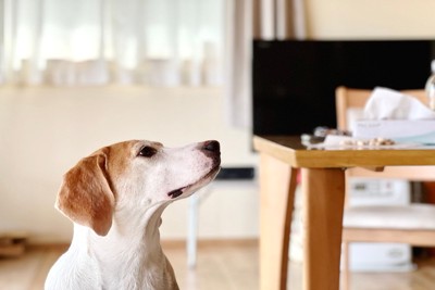 テーブルの上を見る犬
