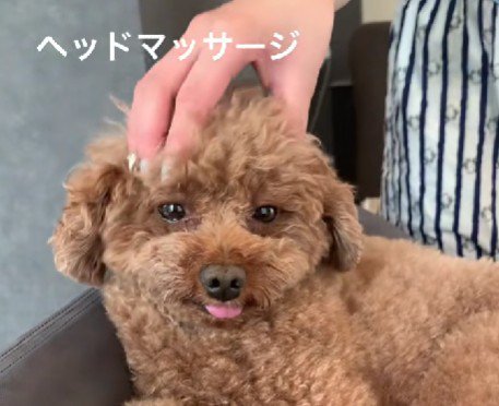 ヘッドマッサージがお気に入り