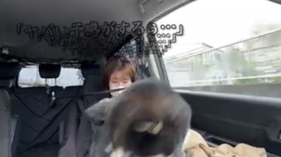 身を乗り出す犬