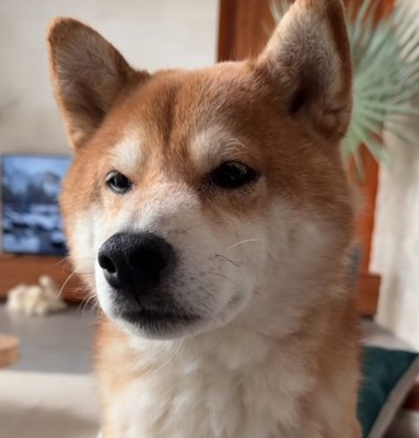 報告を受けて寂しそうな柴犬