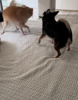 引っ張り合いっこ♪