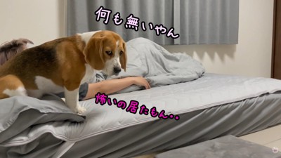 ベッドに戻ってからも警戒モード