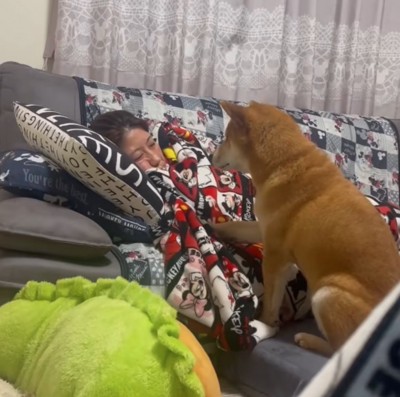 起こそうとする柴犬