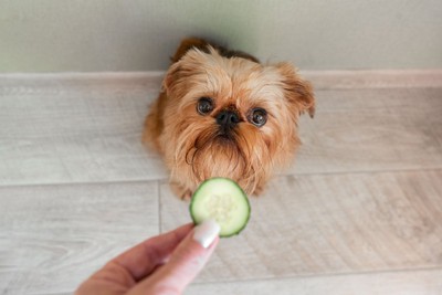 きゅうりを見つめる犬