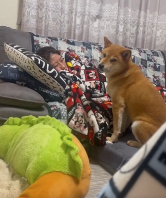 振り向く柴犬