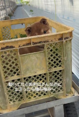 カゴを止めると…