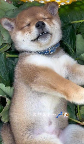 柴犬の赤ちゃん♡