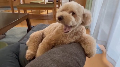 大きなあくび！