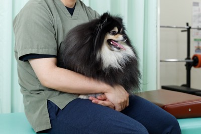 膝の上で抱っこされている犬