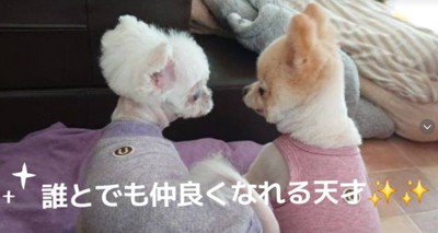 わんこたちとは打ち解けた
