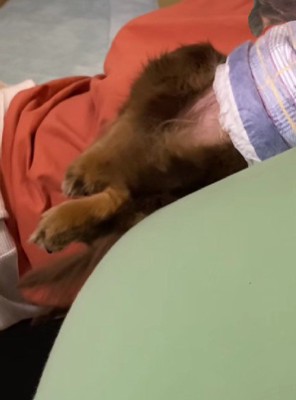 熟睡中のココアちゃん