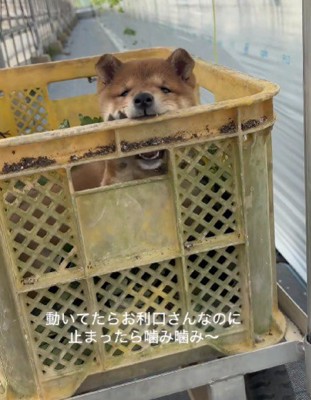 いたずらっ子に♪