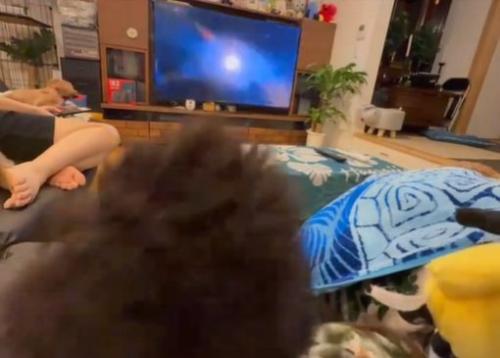 飼い主さんにぶつかるある君