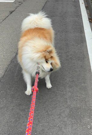 「もう歩きたくない！！」