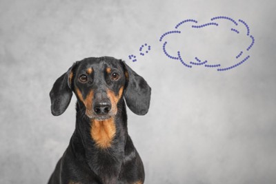 考える犬