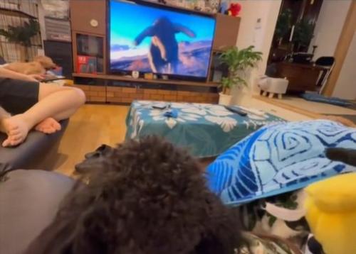 突進する動物を見るある君