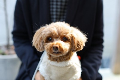 膝の上に乗る犬