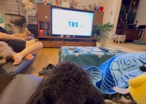 テレビを見るある君