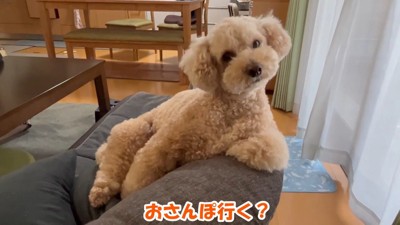 「え、お散歩？なんですかそれ？」