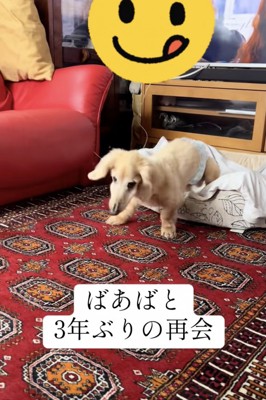 おばあちゃんのとこ、行かなきゃ