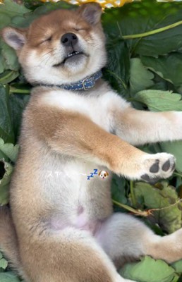 ぐっすり眠る姿が尊い