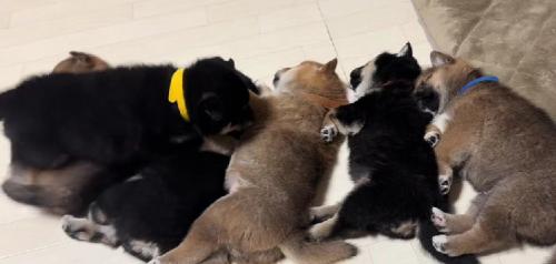 もふもふと目指したのは…