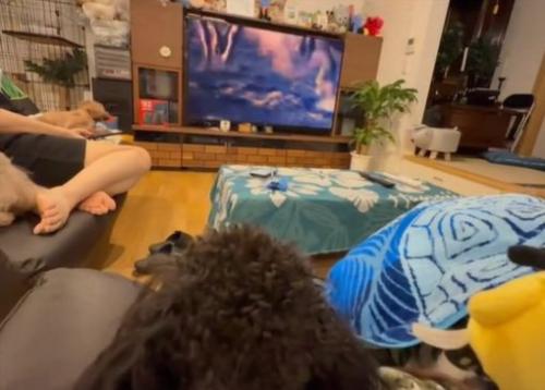 テレビを見続けるある君