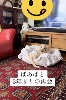 おばあちゃんをじーっ…