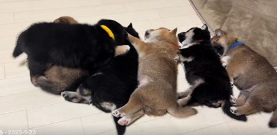 昼寝をする子犬たち