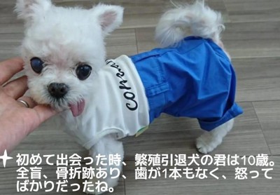 歯が1本もないわんこ