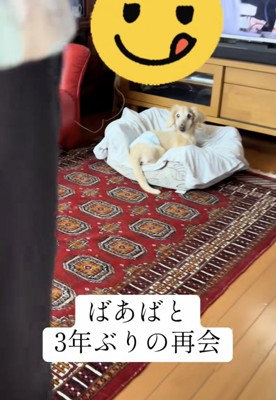 3年ぶりに、おばあちゃんが目の前に
