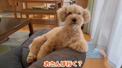 お散歩に誘ったら…