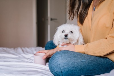 飼い主の膝に座る犬