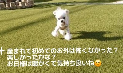 慣れないお散歩にも挑戦