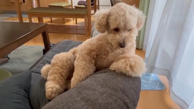 「ちょっと何言ってるかわからないな～」