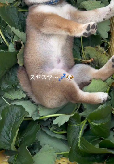 カゴの中にいたのは…