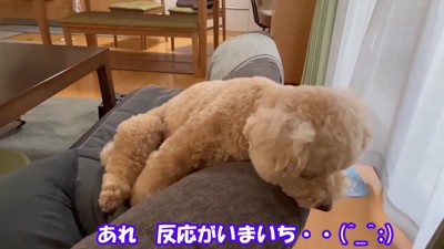 乗り気じゃないようです…