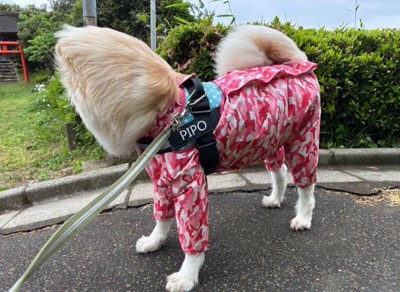 新種の犬かも…！？