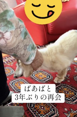 おばあちゃん、ずっと大好き