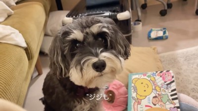 「反省してるよね？」と聞いたら…