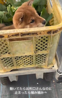 お利口な赤ちゃん