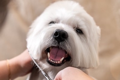 顔周りをカットしてもらう犬