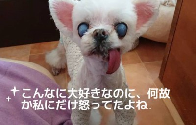 投稿主さんにだけ怒る…